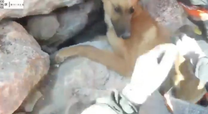 VIDEO/ Mbi dy orë gërmime, zjarrfikësit në Spanjë shpëtojnë qenin e ngecur mes shkëmbinjve