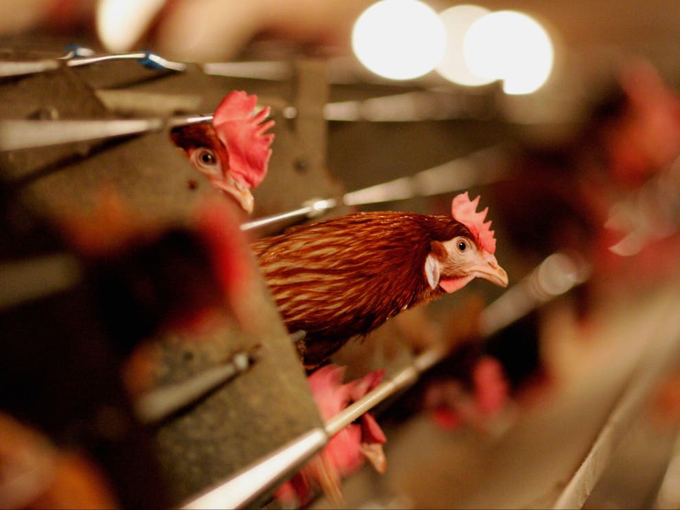 Zbulohen rastet e para të gripit të shpendëve H5N8 tek njerëzit