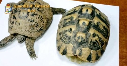 U nis nga Durrësi, shqiptarit i kapin dy breshka të rralla në Bari