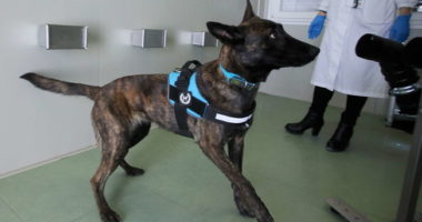 Eksperimenti italian: Qentë do të zbulojnë të infektuarit me Covid nga djersa