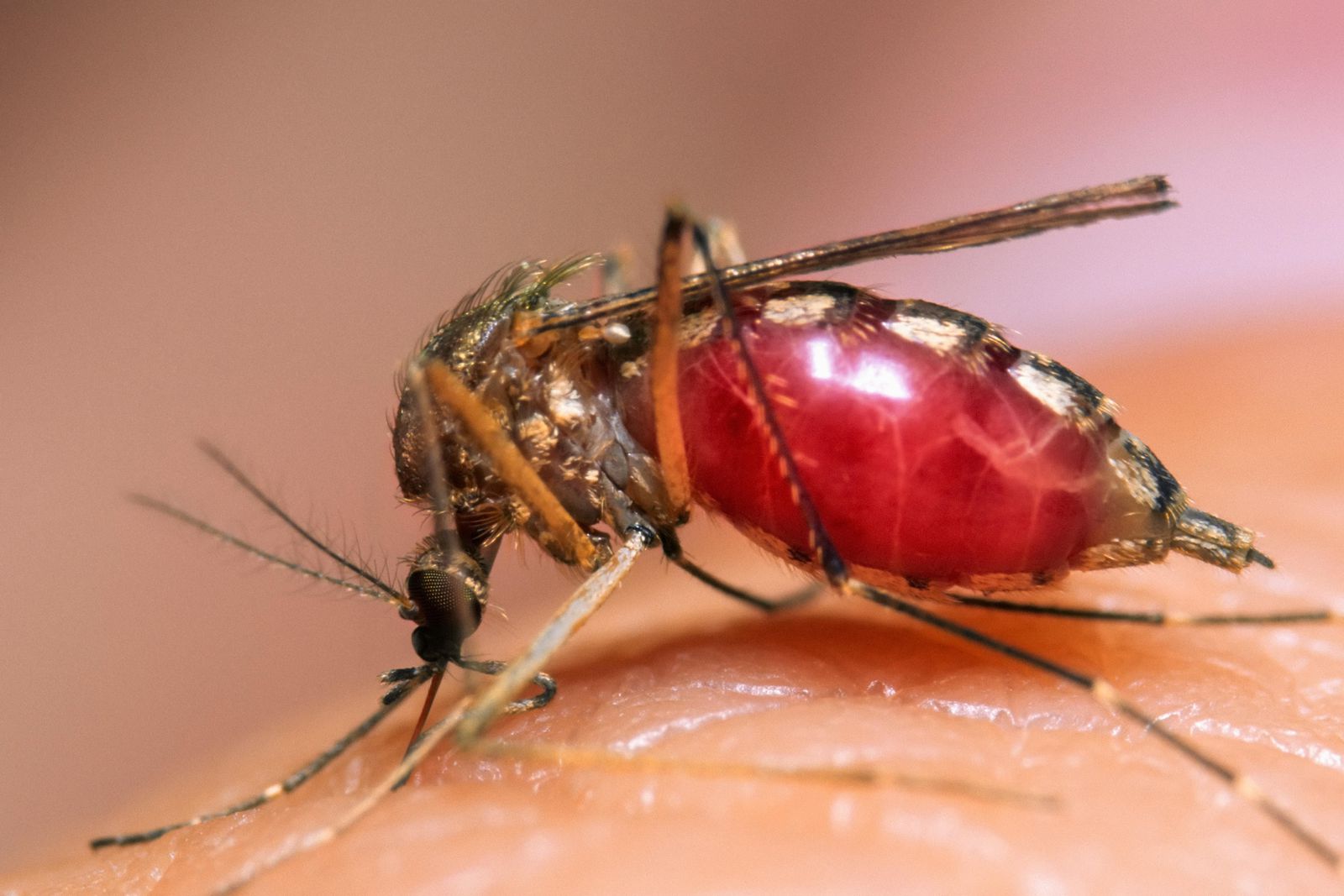 Malaria ‘u ndal plotësisht’ nga mikrobet