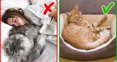 5 gjëra që duhet t’i dini para se ta lini macen të flejë me ju