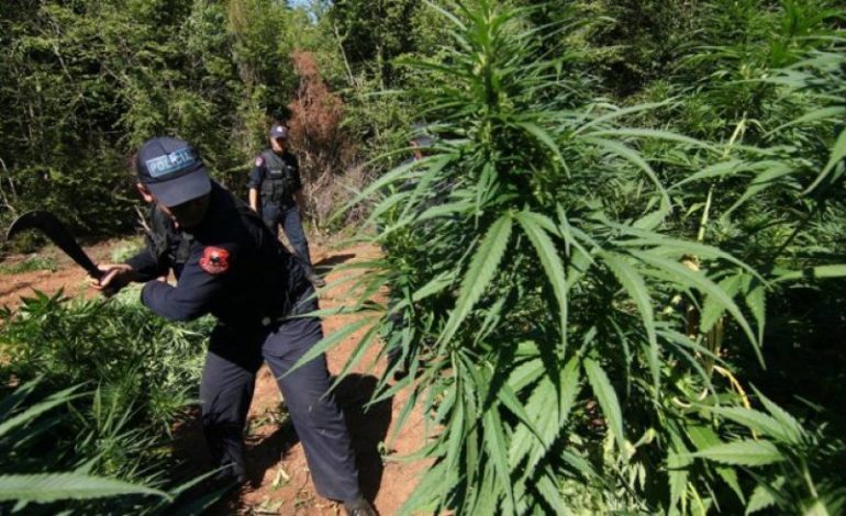 “Të përfshirë në kultivim droge”, banori e pranon para kamerave: Policët më thanë do ndajmë fitimet