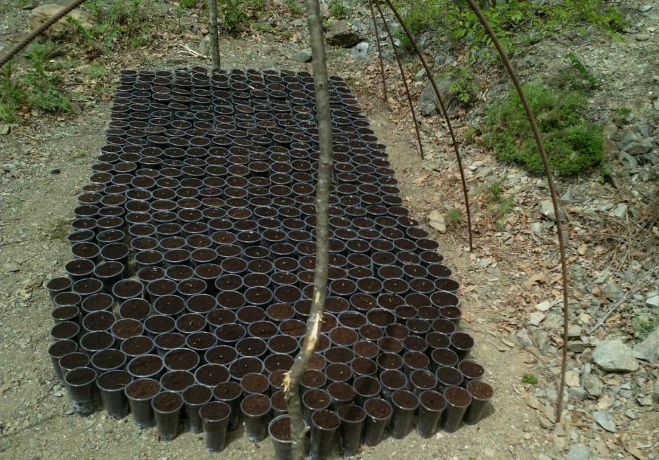 Kishte mbjellë fara kanabisi në 146 gota plastike, në pranga një 32-vjeçar në Skrapar
