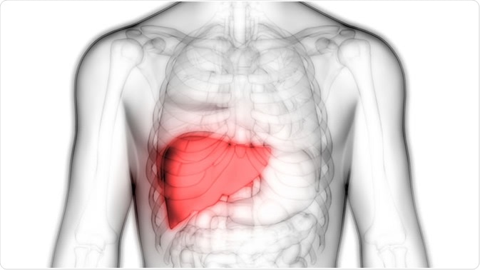 10 simptoma që tregojnë se mëlçia juaj ka nevojë për detoksifikim