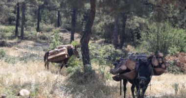 Mbaruam pyjet tona, tani po i sulemi atyre fqinje: Shqiptari kapet me 2 kuaj dhe 3 mushka duke prerë dru në Kostur