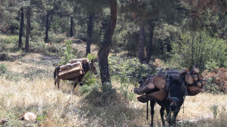 Mbaruam pyjet tona, tani po i sulemi atyre fqinje: Shqiptari kapet me 2 kuaj dhe 3 mushka duke prerë dru në Kostur - Abc News