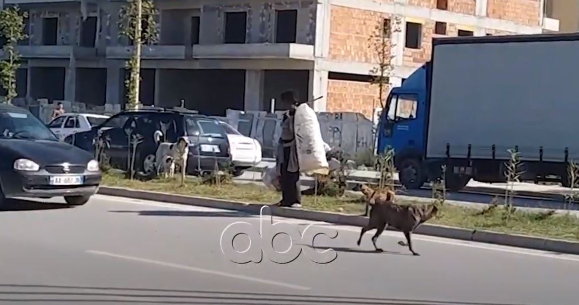 “I sheh kudo në bulevardin e Vlorës”, qentë endacake në rrugë rrezikojnë qytetarët