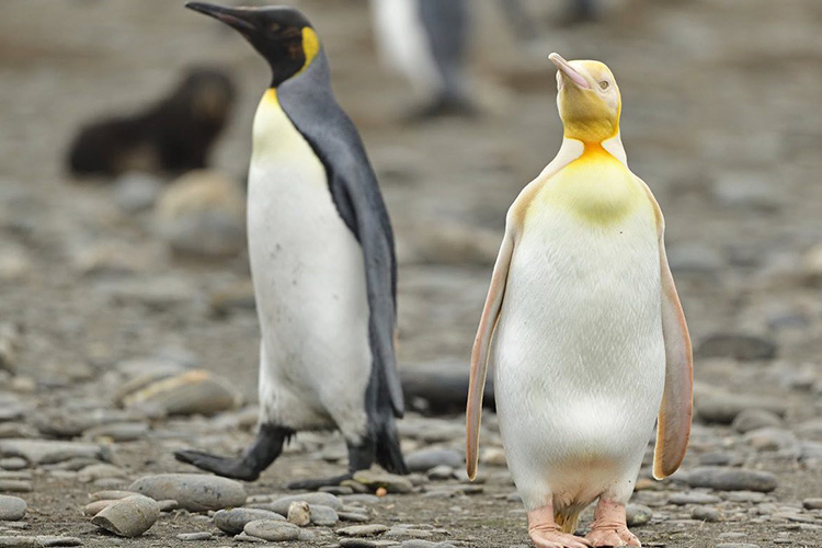 Për herë të parë ndonjëherë, fotografohet një pinguin i verdhë i rrallë