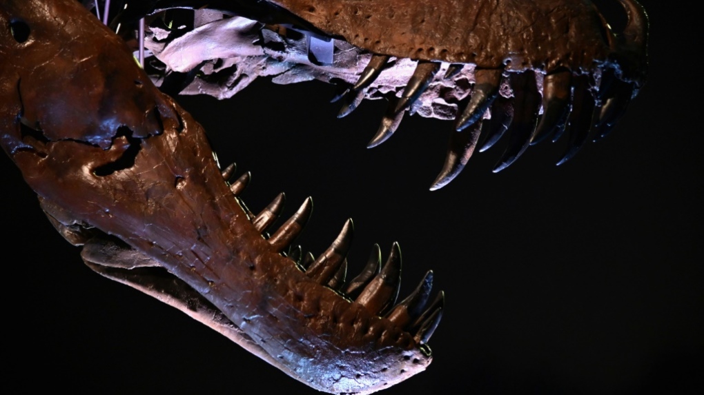 Shkencëtarët zbulojnë kafkën e një dinosauri mishngrënës të rreth 85 milion viteve më parë