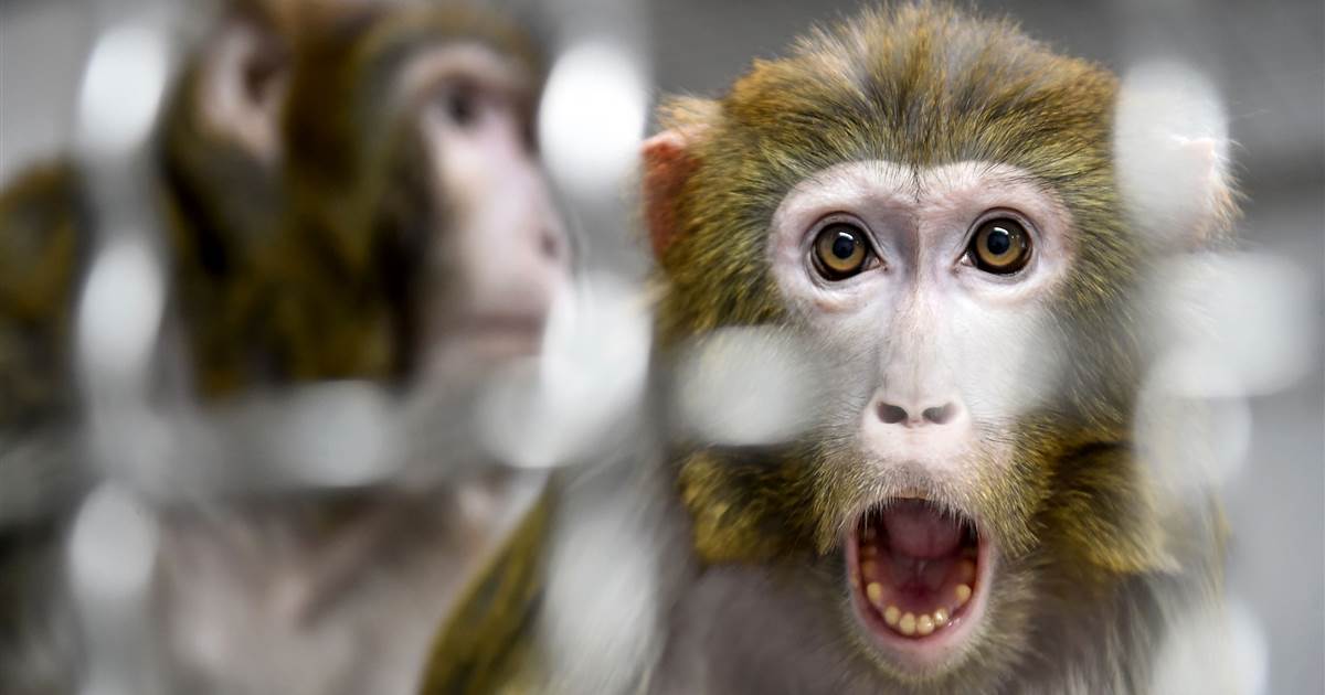 Qelizat njerëzore të rritura në embrione majmunësh ndezin debat etik