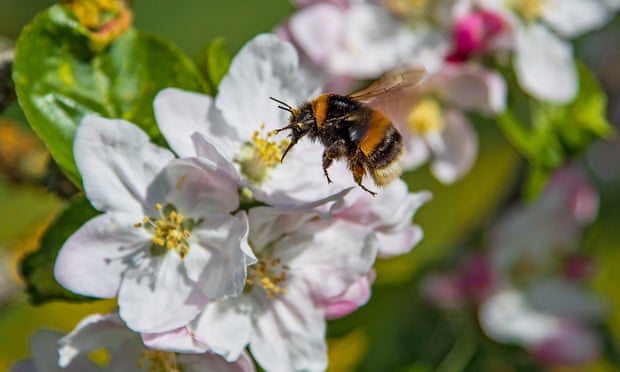 Studimi: Ndikimi toksik i pesticideve në bletë është dyfishuar