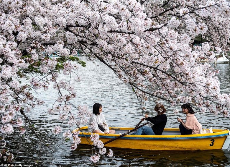 Lulëzimi i qershive në Japoni këtë vit erdhi më herët, shkak ngrohja globale