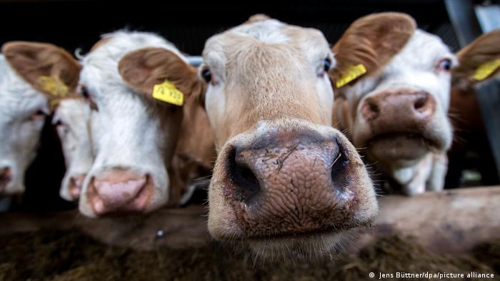 A bëhet mishi më ekologjik nëse lopët ushqehen me alga?