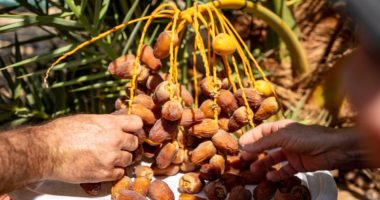 Çfarë i ndodh trupit tuaj nëse hani 3 hurma arabe në ditë, për një javë!