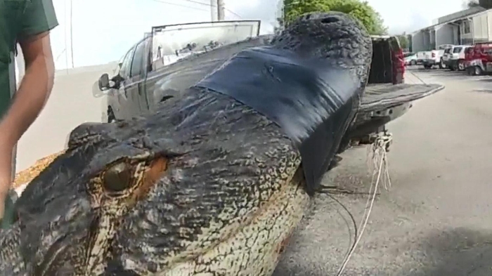Gjendet në parkingun e një pallati krokodili 3 metra i gjatë
