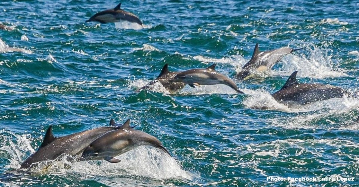 VIDEO/ 1.000 delfinë dhurojnë spektaklin e rrallë për turistët