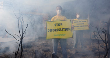 Pyjet e Amazonës tani lëshojnë më shumë CO2 sesa thithin
