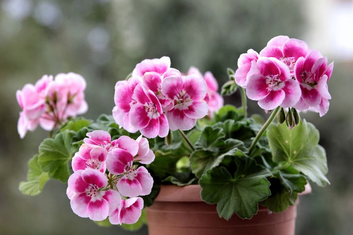 6 bimë që mbushin shtëpinë me aromë të këndshme