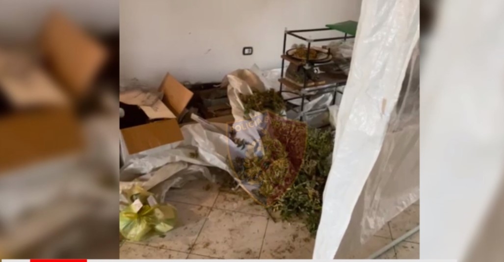 Përshtati banesën për kultivim narkotikësh, arrestohet 1 person, procedohen 2 punonjës të OSHEE