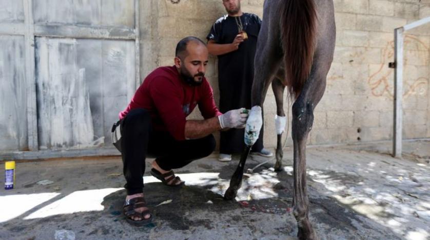 Armëpushimi po respektohet, palestinezët nisin të trajtojnë kafshët e plagosura nga bombardimet
