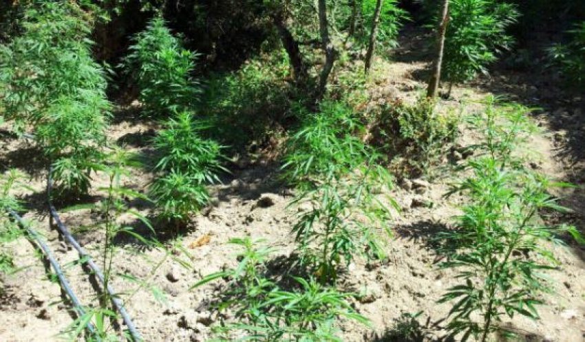 Fidanë cannabis sativa në pyjet e Matit, kapet i riu nga Kruja, në kërkim 3 bashkëpuntorët