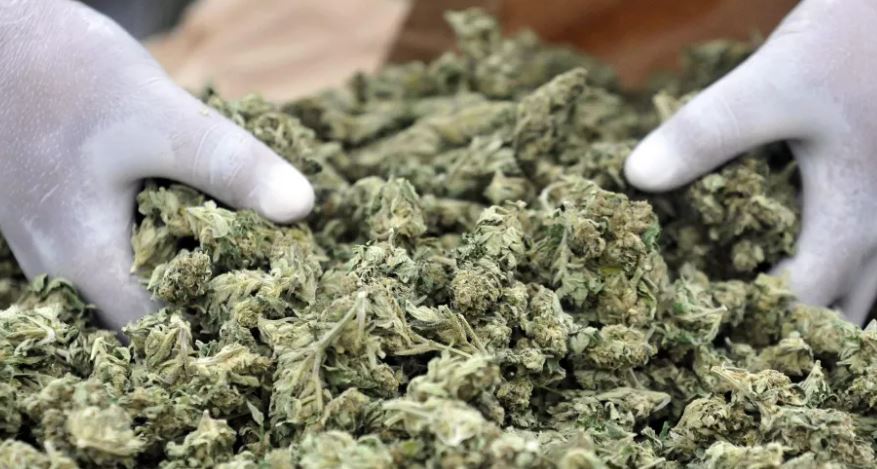 Tonelata marijuanë nga Shqipëria  drejt Italisë, si u shkatërrua grupi kriminal shqiptaro-nigerian