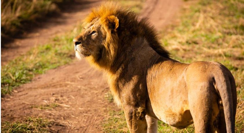 Afrika e Jugut do të ndalojë mbajtjen e luanëve të mbyllur