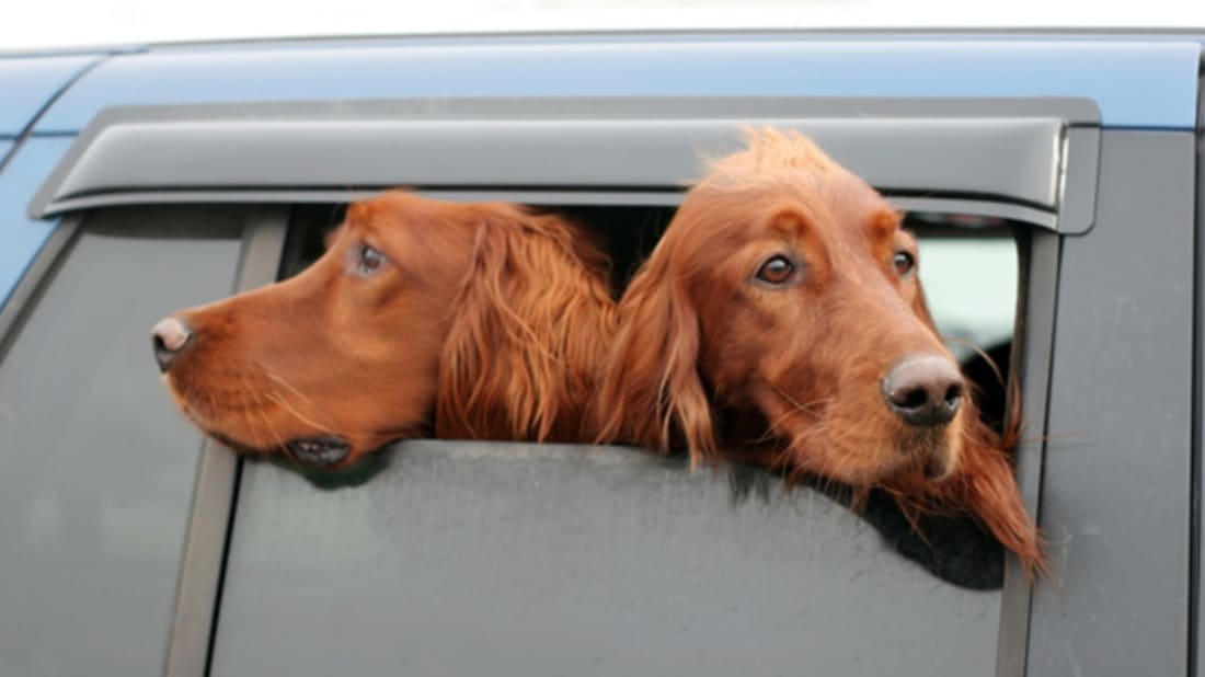 Ka një arsye pse qentë nxjerrin kokat nga dritaret e makinës