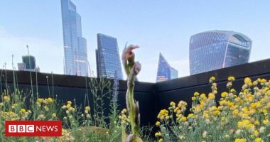 Zbulohen orkidetë e rralla në Londër