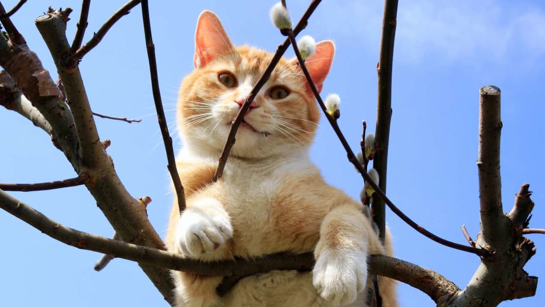 A i shpëtojnë zjarrfikësit me të vërtetë macet nga pemët si në filma?