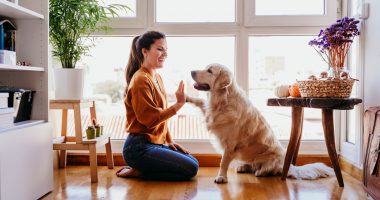 Qentë mund të nuhasin shumë sëmundje te njeriu, sipas studimit