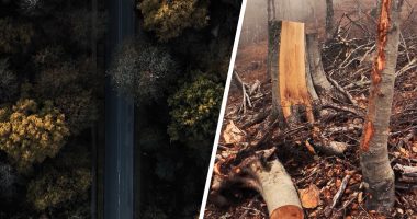 Sharra mbi pyjet e Shqipërisë, eksperti: Një miliard dollarë përfitime nga masakra