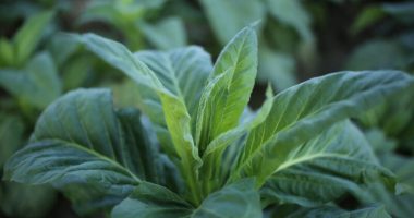 Nikotina, fakte që duhet t’i dini