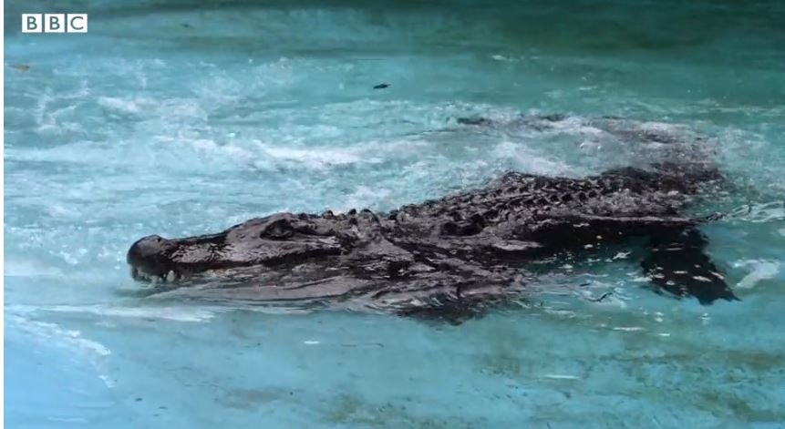 Aligatori më i vjetër në botë mbush 85 vjeç