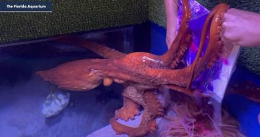 E pazakontë: Oktapodi pikturon vepër arti në akuariumin në Florida