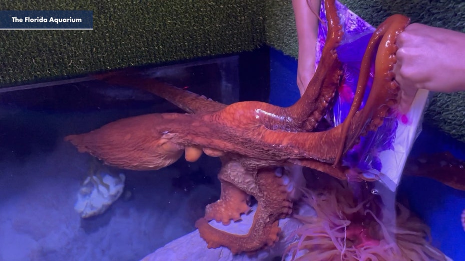 E pazakontë: Oktapodi pikturon vepër arti në akuariumin në Florida