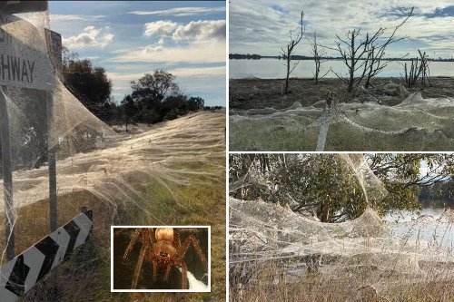 FOTO/ Pas minjve dhe përmbytjeve, Australia pushtohet nga rrjetat e merimangave