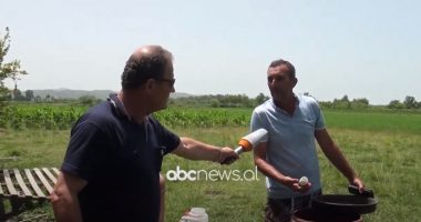 Brumbulli shkatërron të mbjellat në Adriatik të Kurbinit, fermerët: Duhet bërë dezinfektimi