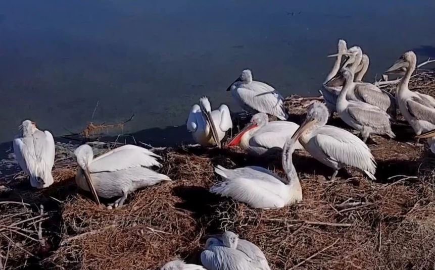 Pandemia rriti numrin e “pelikanëve kaçurrel” në Shqipëri