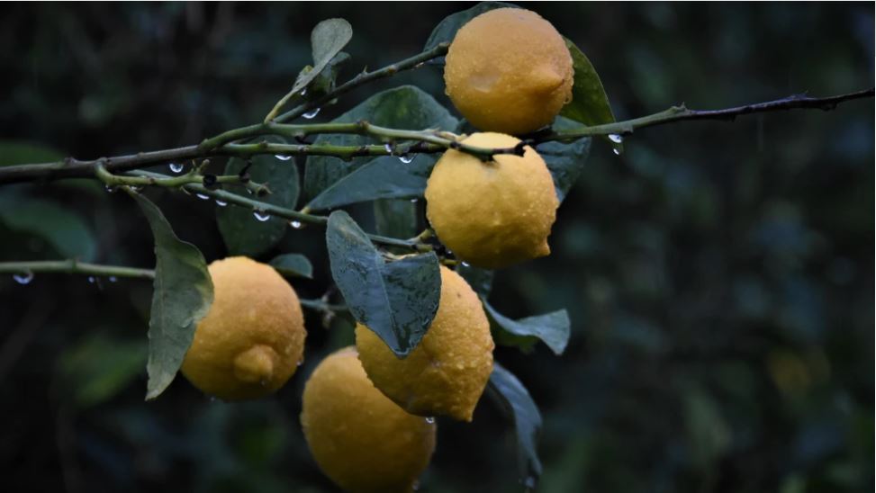 A do të vaksinohen edhe limonët? Rrezikojnë të bëhen agrume luksi