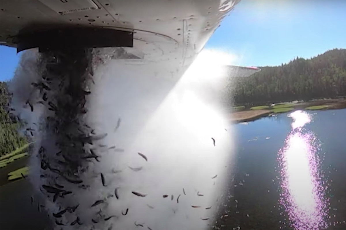 Mijëra peshq hidhen nga aeroplanët në liqenet e Utah