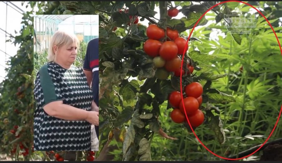 Kanabis brenda serës, sqarohet ministria e Bujqësisë: Janë për eksperiment