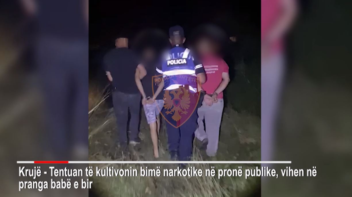 Mbollën kanabis, arrestohen babë e bir në Krujë