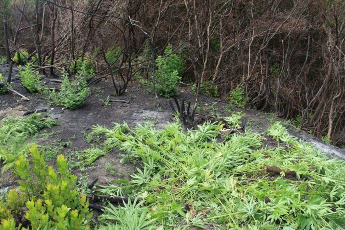 Zbulohet drogë në ara, në hetim dy kryepleq fshatrash dhe dy inspektorë