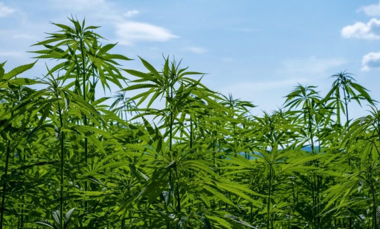 Maqedonia e Veriut “dritë jeshile” eksportimit të kanabisit, opozita paralajmëron bllokim në Kuvend