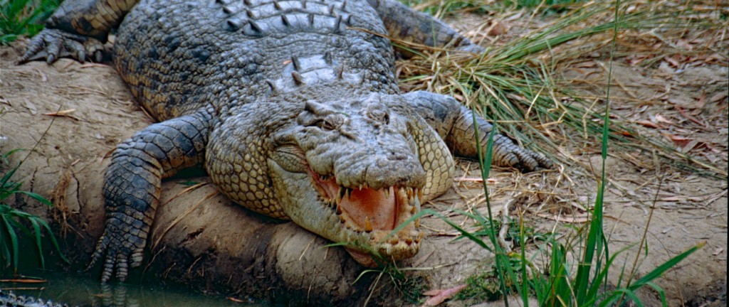 Krokodili sulmon dy ushtarë në Australi, njëri në gjendje kritike