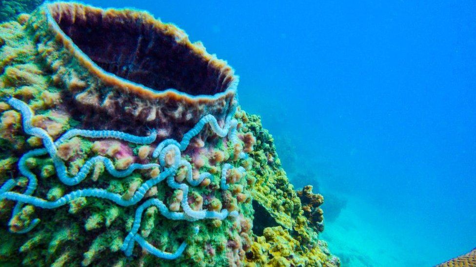 Tajlanda ndalon kremrat kundër diellit, që dëmtojnë koralet në parqet detare