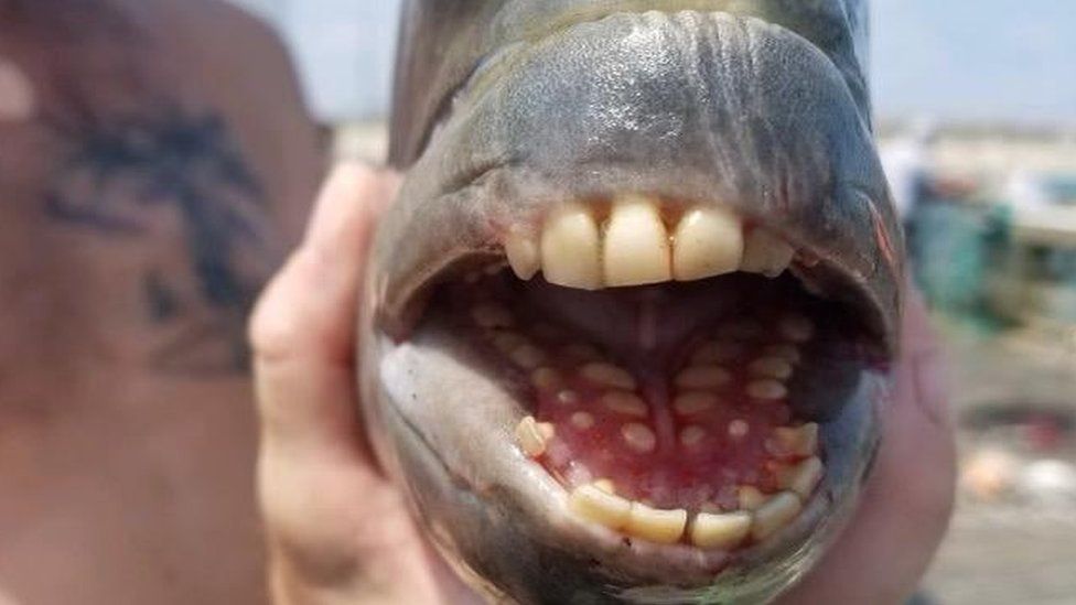 Kapet peshku me “dhëmbë njeriu”