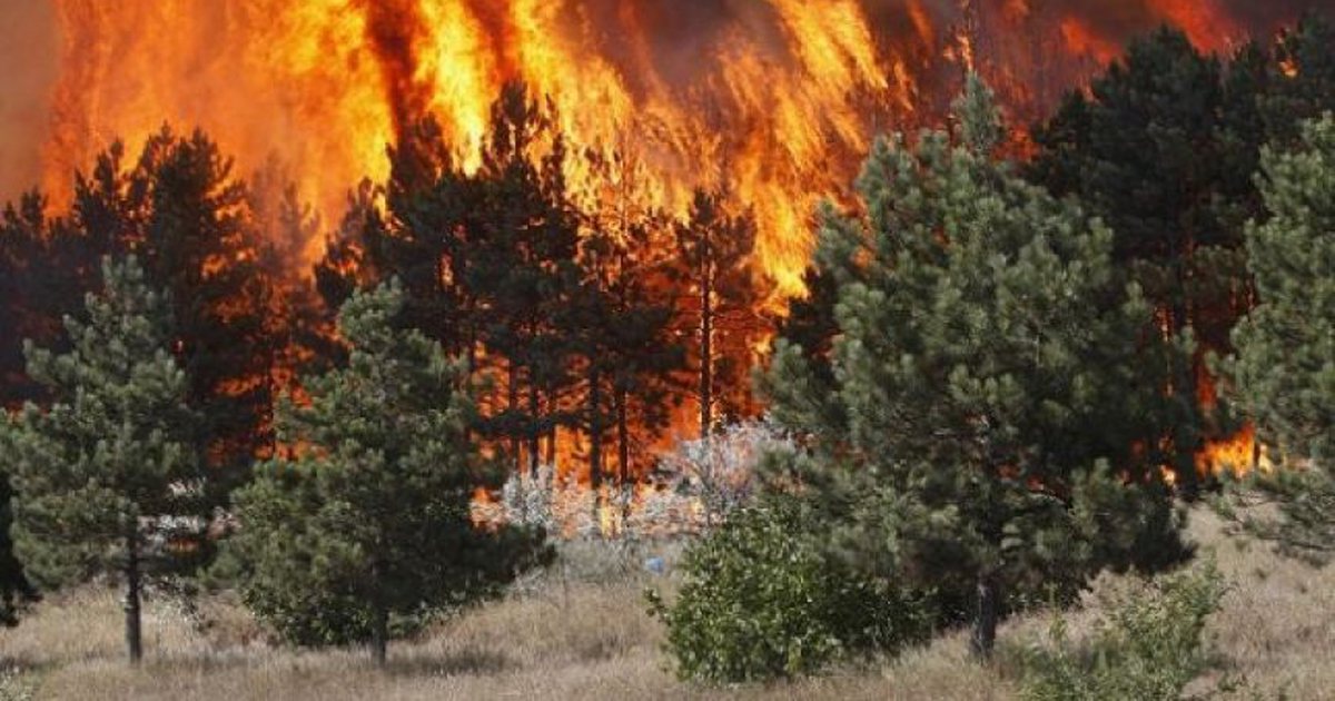 EMRI/ Dogji një sipërfaqe toke me pemë frutore dhe vresht në fshatin Shtërmen, një i arrestuar në Elbasan